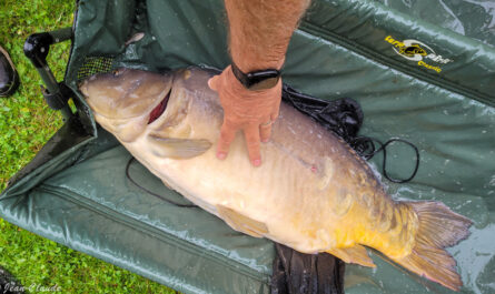 Carpe 14,5kg