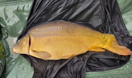 carpe 6 kg