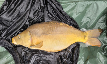 Carpe 5,5kg