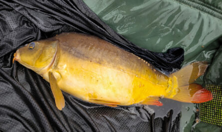 Carpe 4,5kg