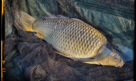 carpe 4,5kg