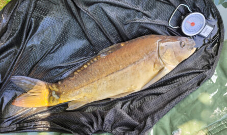 Carpe 2,5kg