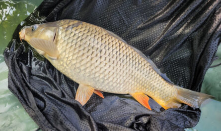 Carpe 1,7kg