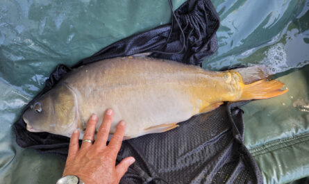 Carpe de 5kg