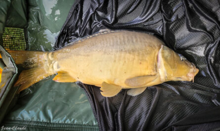 Carpe 5kg