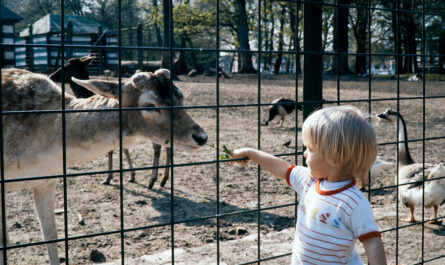 Les animaux de la ferme, Zoo de Lille, 1986 - Reproduction Kodachrome64
