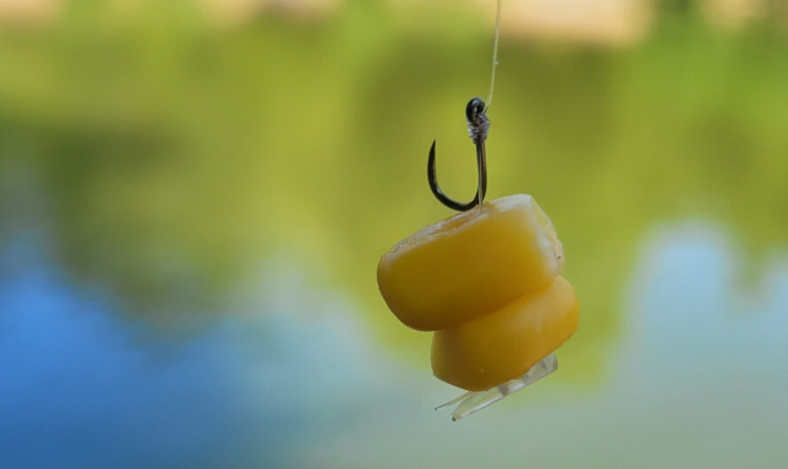 Fixer un ou deux grains de maïs au feeder